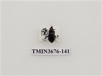 藏品(步行蟲(2))的圖片